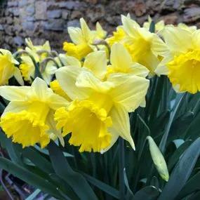 Irish Luck Daffodil (Narcissus Irish Luck) Img 3